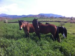  Cavalls  wakan - Rutes a cavall - Pallars - Vall Fosca - Activitats i Lleure Turisme Rural casa l'hereu