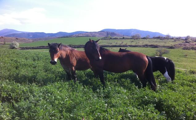  Cavalls  wakan - Rutes a cavall - Pallars - Vall Fosca - Activitats i Lleure Turisme Rural casa l'hereu