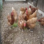  Les gallines busquen menjar. - L'hort i el Corral Turisme Rural casa l'hereu