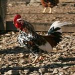  Gall de Casa Hereu - Benvinguts al Pallars Sobirà Turisme Rural casa l'hereu