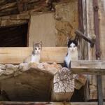  Els gats petits a l'antiga estisora de Casa l'Hereu. - Entorn Turisme Rural casa l'hereu