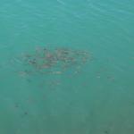  Banc de peixos petits. - L'estany a l'estiu Turisme Rural casa l'hereu