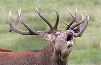  Turisme Rural casa l'hereu  :: LA BRAMA DEL CÉRVOL DE BOUMORT - 