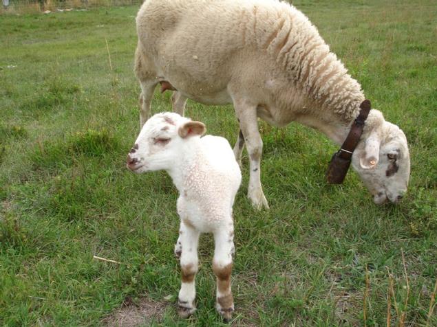  La Llana i la seva cria peixent pel prat - L'hort i el Corral Turisme Rural casa l'hereu