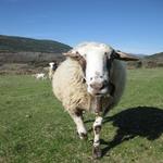  La Llana, la primera cria de Casa Hereu - L'hort i el Corral Turisme Rural casa l'hereu