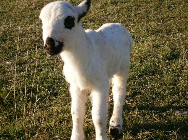  Bessó blanc fill de la Taca - L'hort i el Corral Turisme Rural casa l'hereu