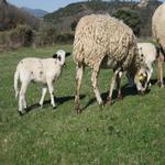  El petit ens vigila darrera de la mare. - L'hort i el Corral Turisme Rural casa l'hereu
