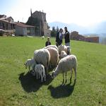  El nostre petit ramat. - L'hort i el Corral Turisme Rural casa l'hereu