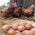  Els ous i les gallines de Casa l'Hereu. - L'hort i el Corral Turisme Rural casa l'hereu