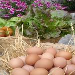  Detall dels ous i les verdures de la casa. - L'hort i el Corral Turisme Rural casa l'hereu