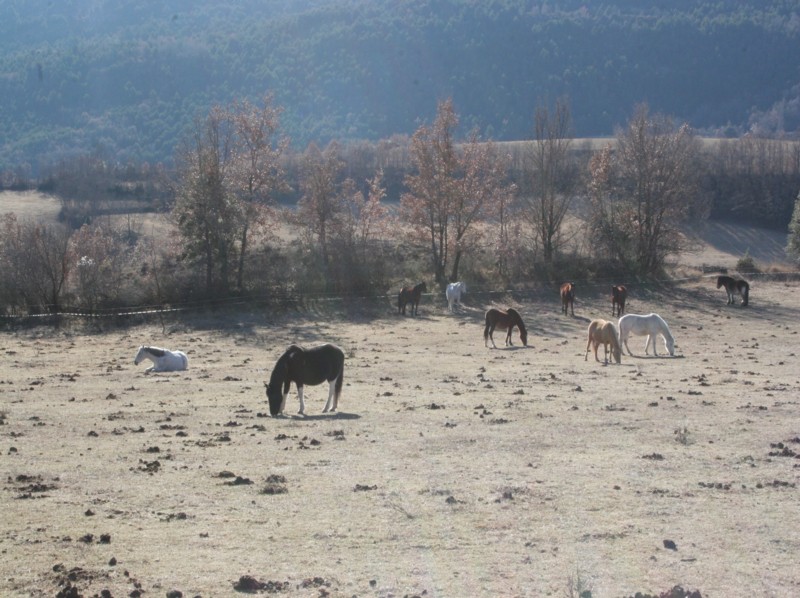  Cavalls peixent durant l'hivern - El poble de Montcortès Turisme Rural casa l'hereu