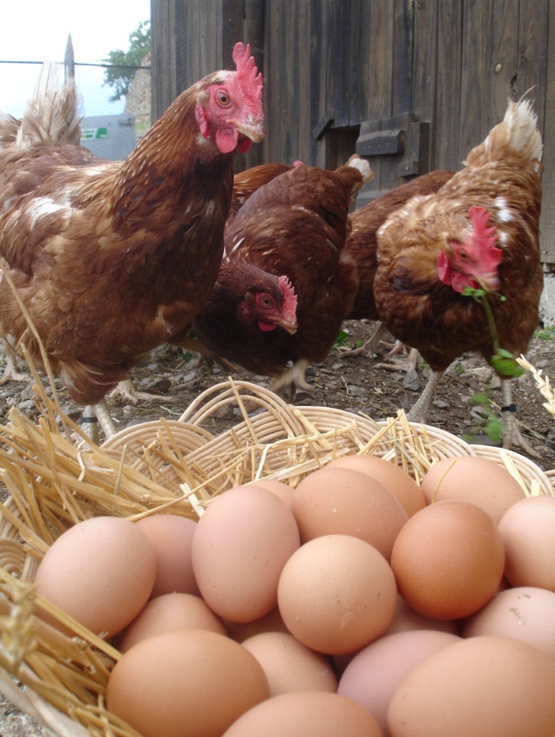  Els ous i les gallines de Casa l'Hereu. - L'hort i el Corral Turisme Rural casa l'hereu